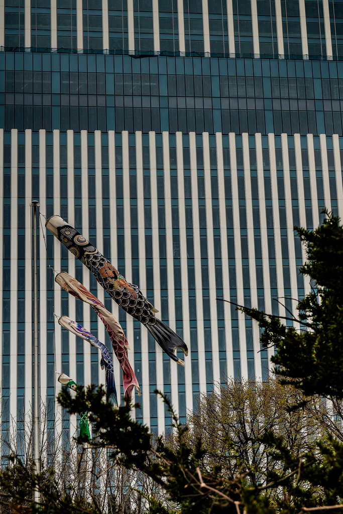 ビル街の鯉のぼり