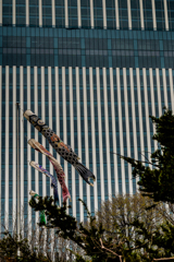 ビル街の鯉のぼり