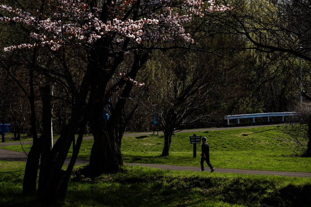 サクラがあちこちに