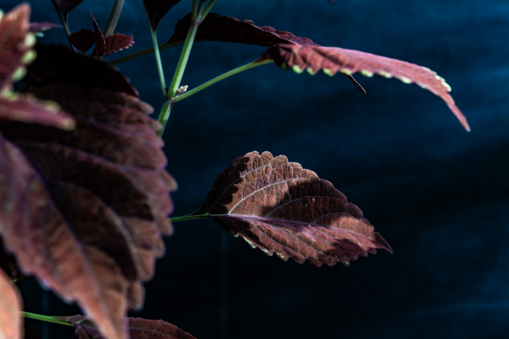 百合が原公園温室1