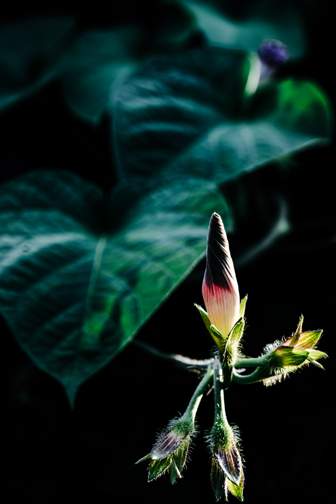 夕方のアサガオ