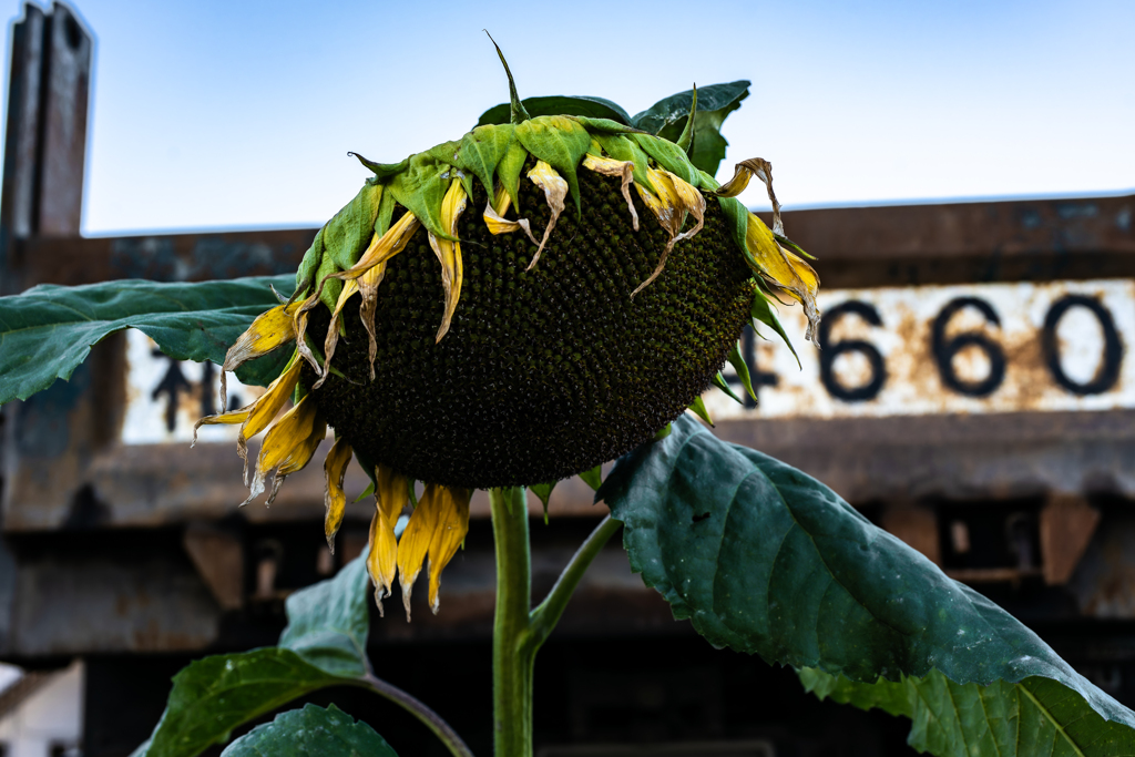 ヒマワリ９月下旬