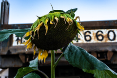 ヒマワリ９月下旬