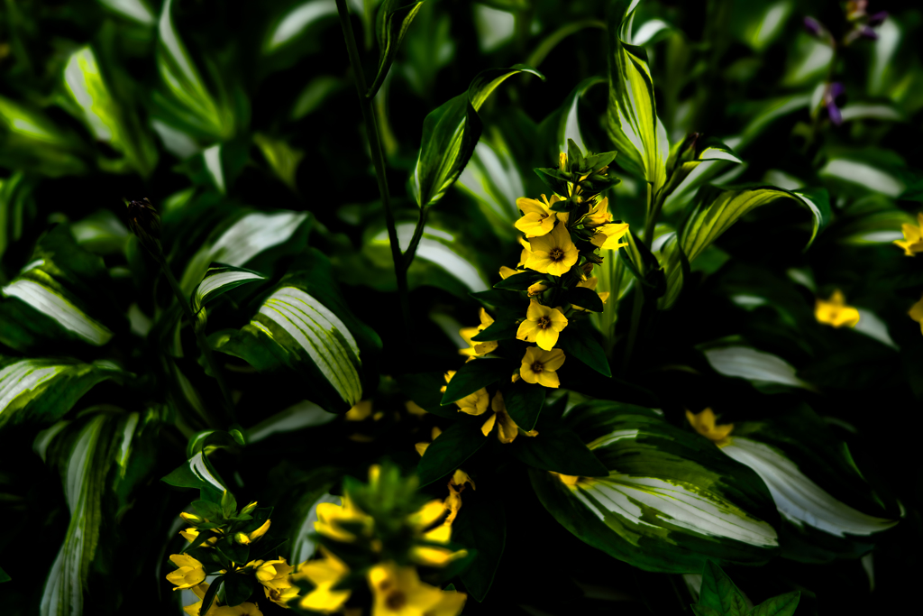 斑入りギボウシに囲まれて