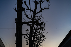 街路樹のプラタナス