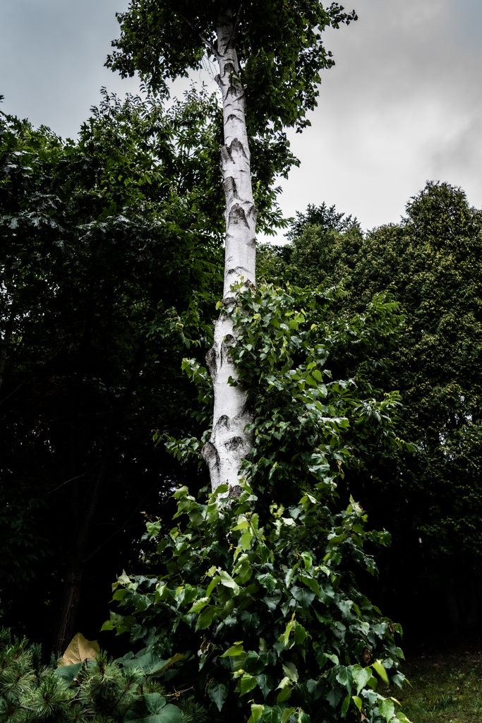 白樺とツタ