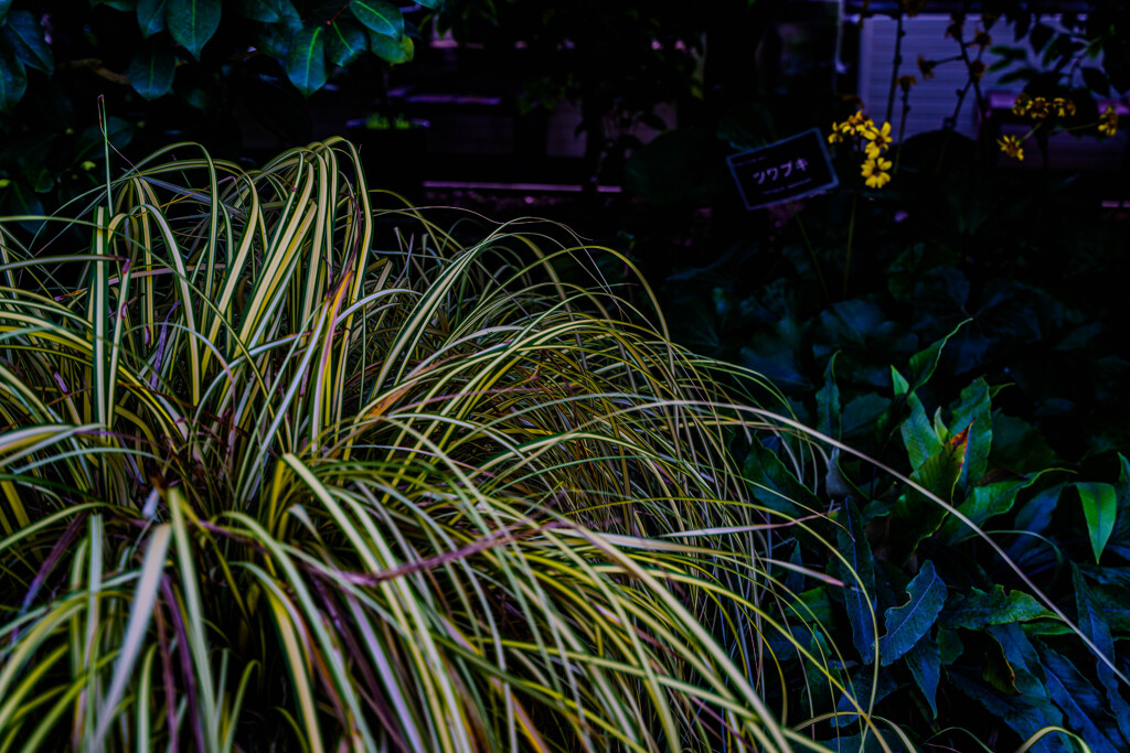 百合が原公園10