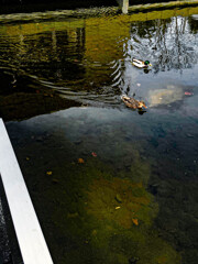 カモ夫婦がいた