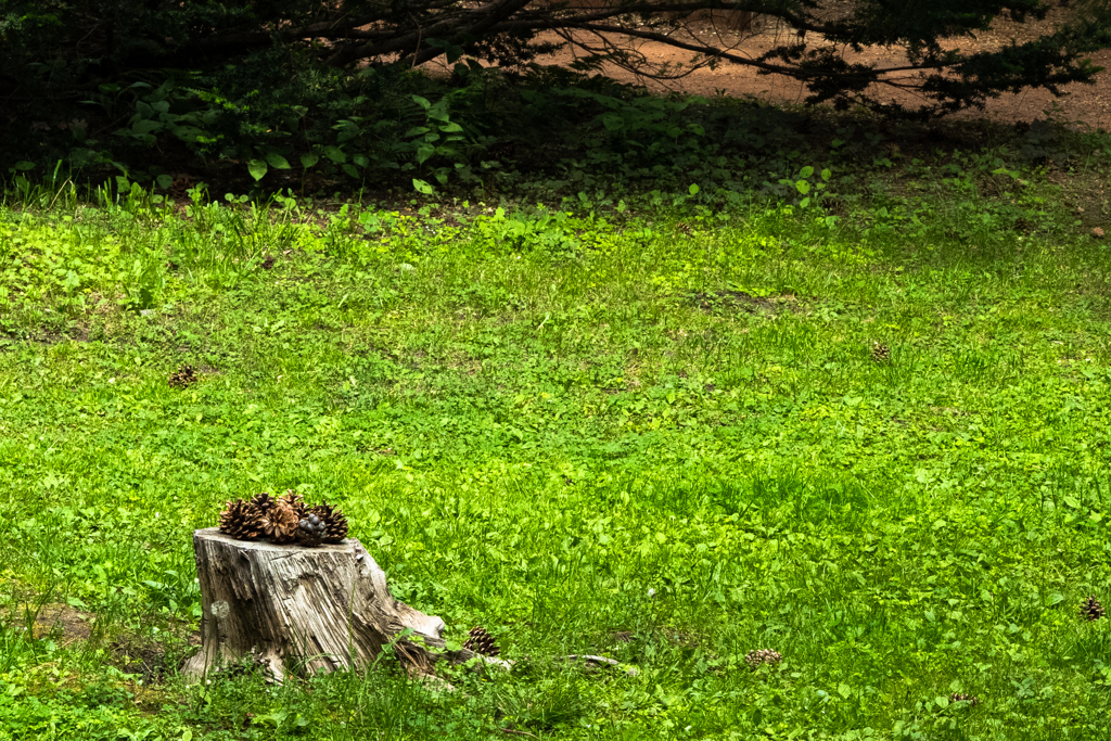 北大植物園０５２６３