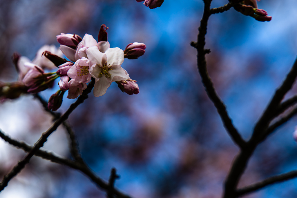 梅の円山公園２