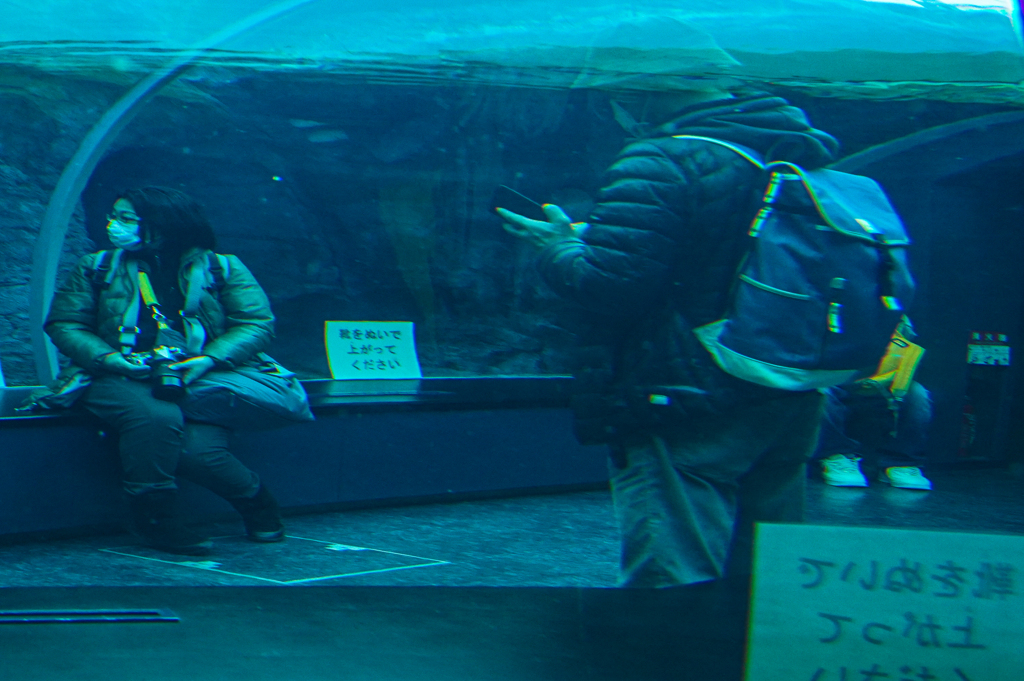 アザラシ館の水中トンネル