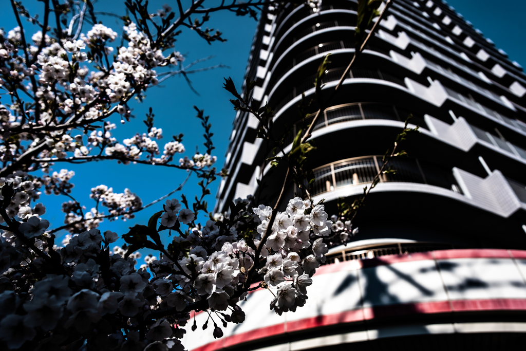 白石こころーどの桜１