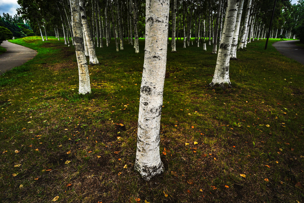 前田森林公園１