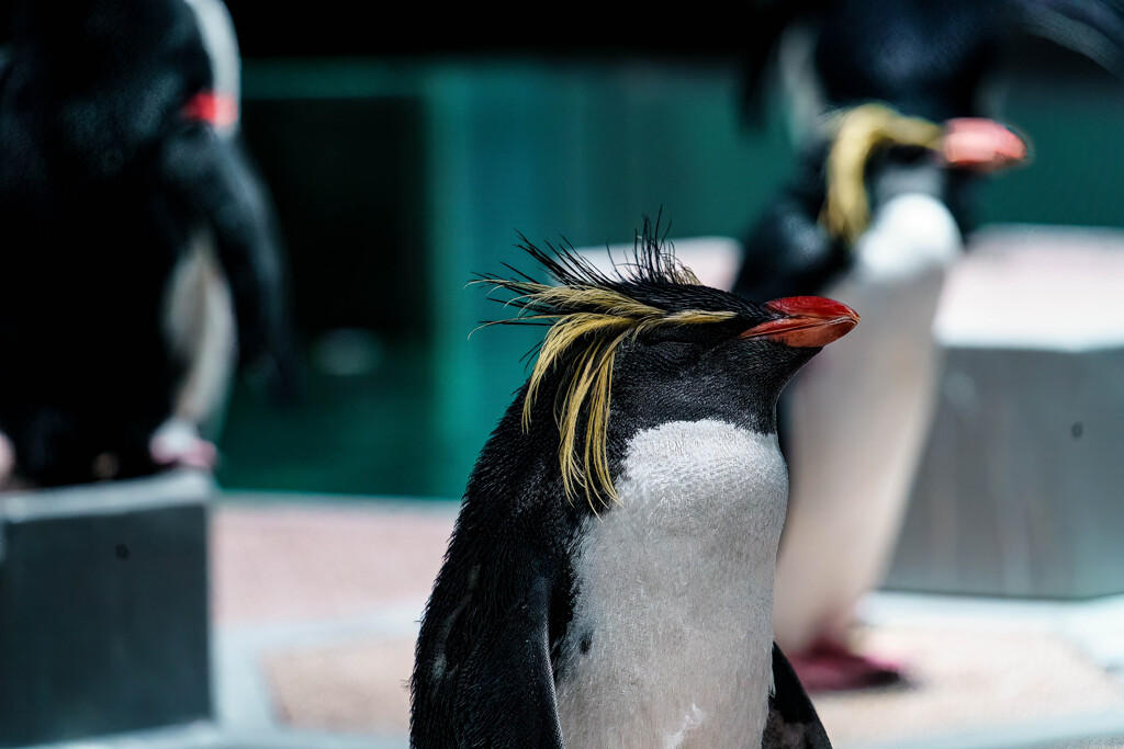 キタイワトビペンギン