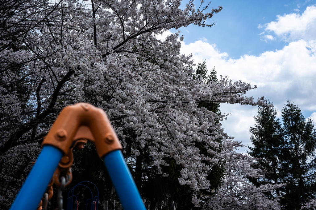 小さな公園に見事な桜が