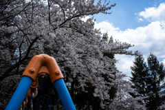 小さな公園に見事な桜が