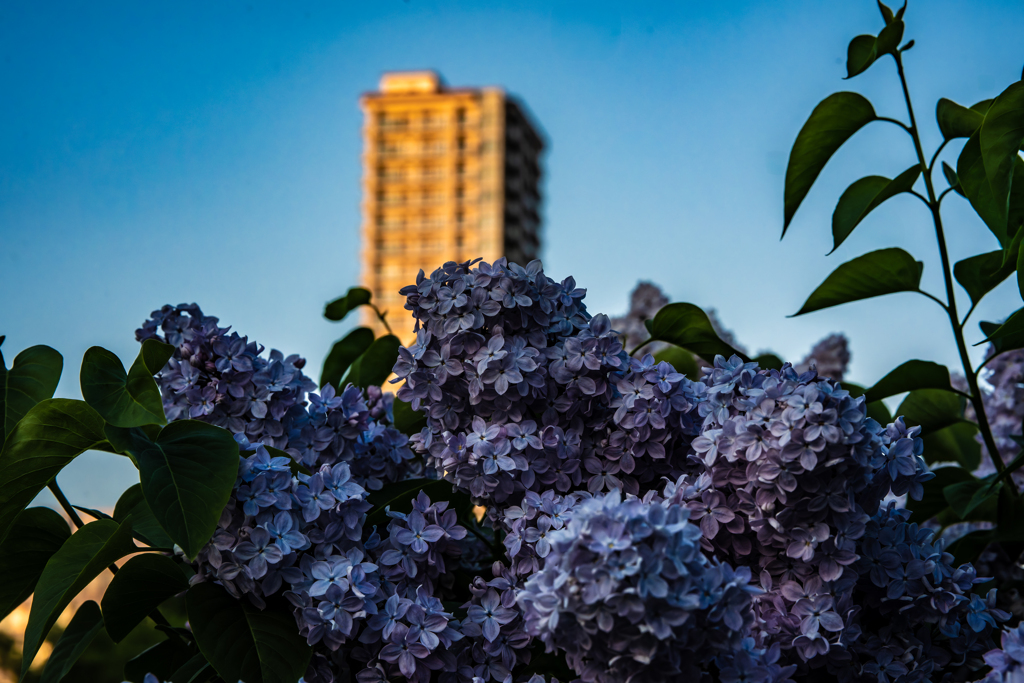 公園のライラック２