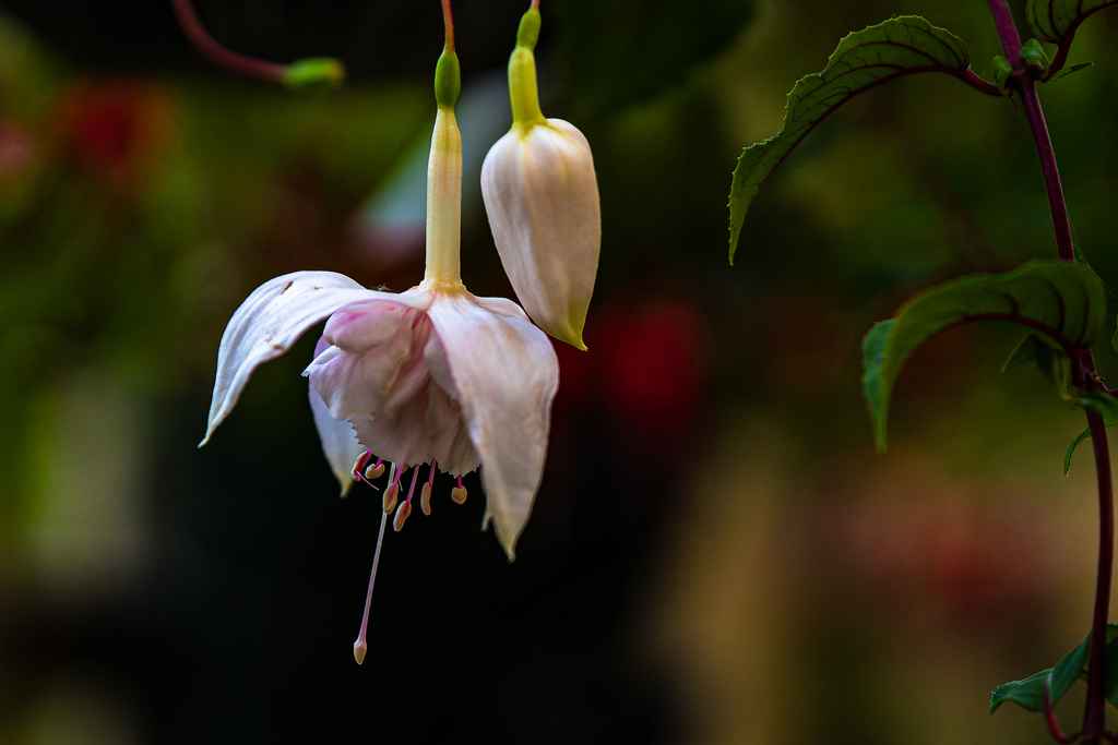 百合が原公園温室１