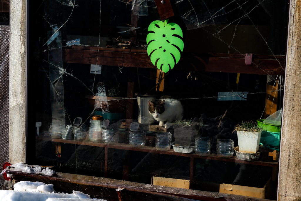 ウインドウにネコ