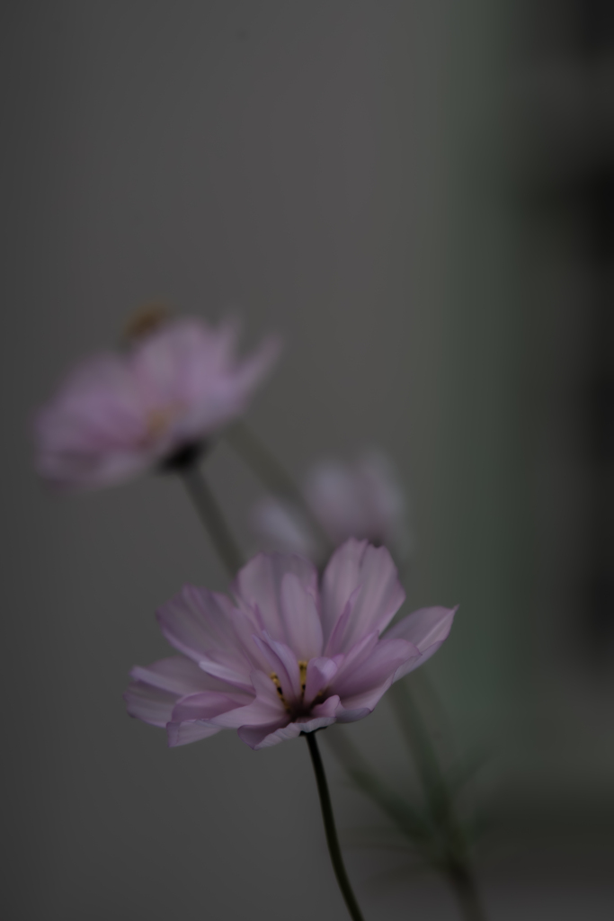 かわいい花たち