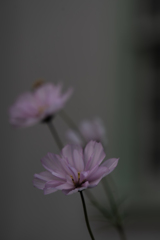 かわいい花たち