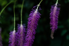 百合が原公園温室3