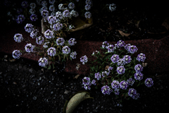 道路脇の花壇１０１３１