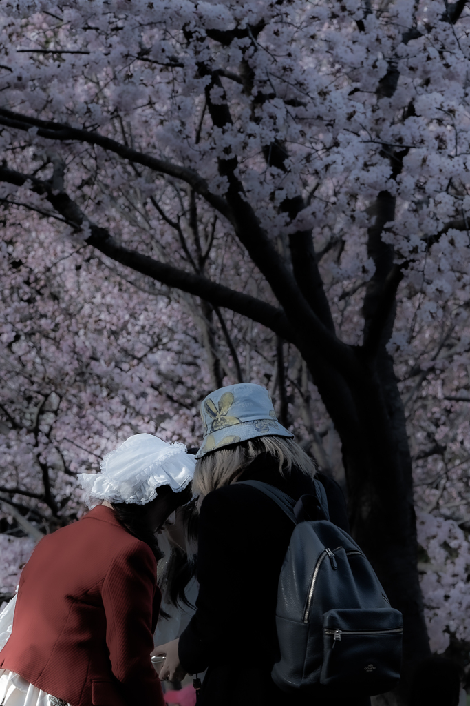 春（２０２５−４）