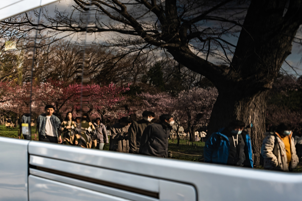 梅は桜とともに