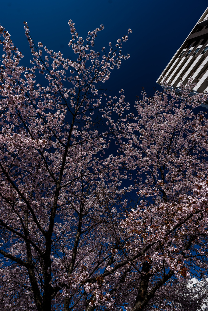 マンションとサクラ２