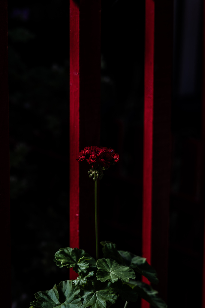 百合が原公園温室4