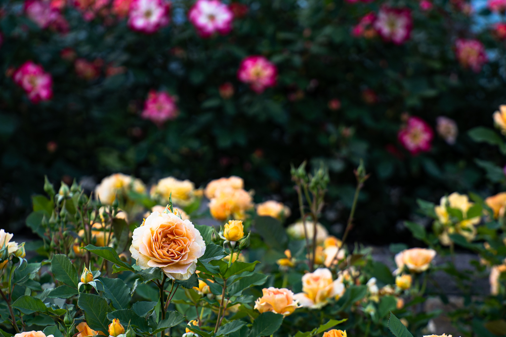 よさこいの日に６