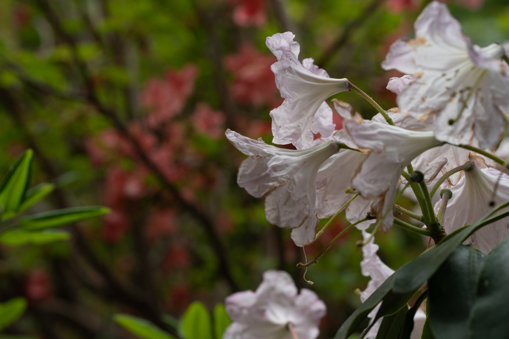 北大植物園０５２６１