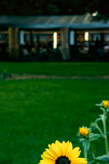 公園のミニひまわり2