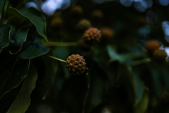 ヤマボウシの実