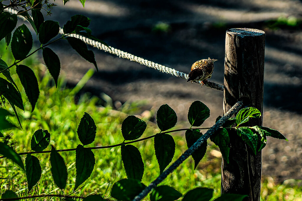 百合が原公園七月のスズメ