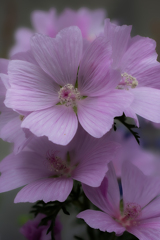 ジャコウアオイ