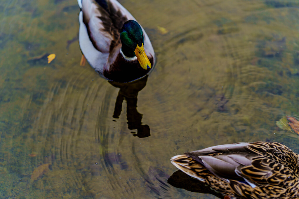 近づきすぎだよマガモさん