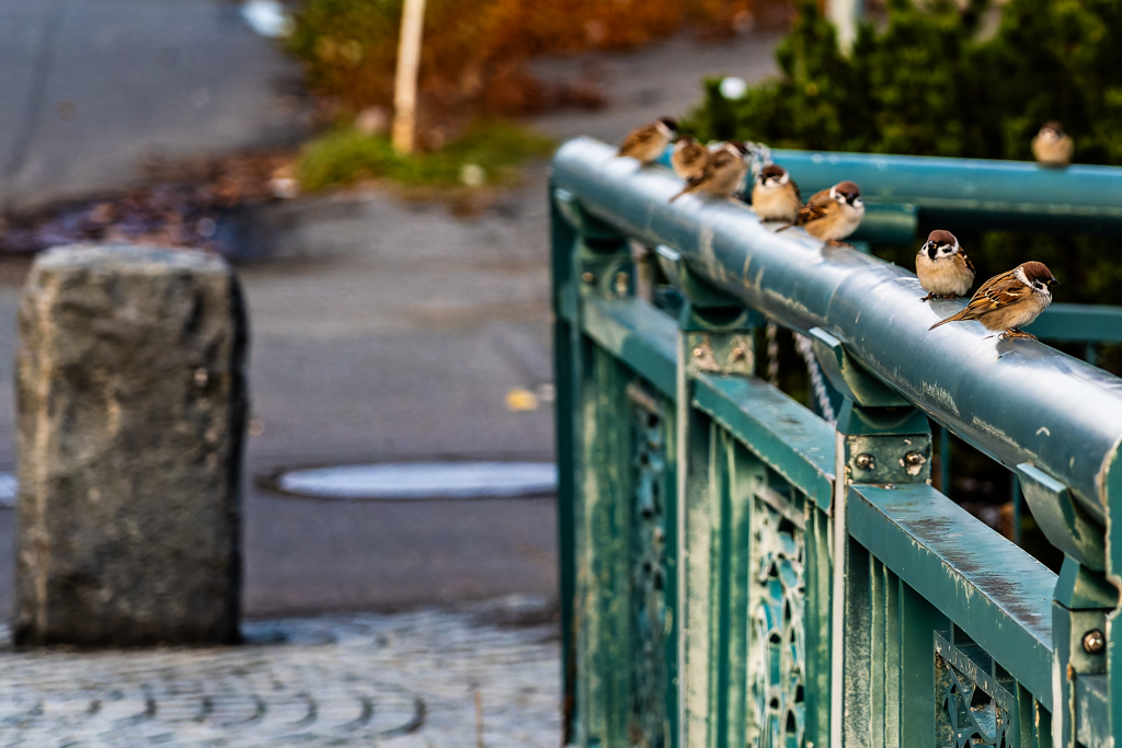 スズメ連その２