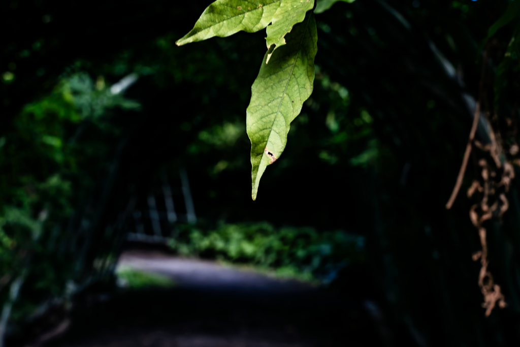 日本庭園から中国庭園へ