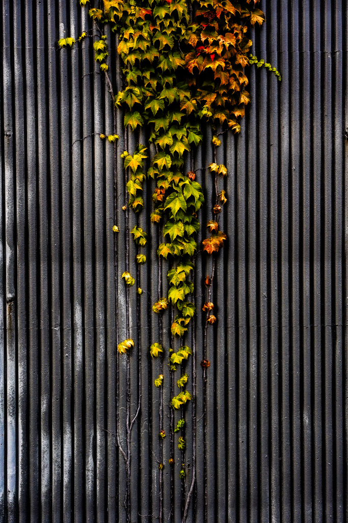 ツタのある光景２