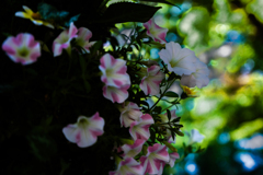 花フェスタ３