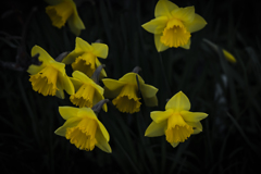 ラッパスイセン