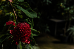 テロペアスペキオシッシマ