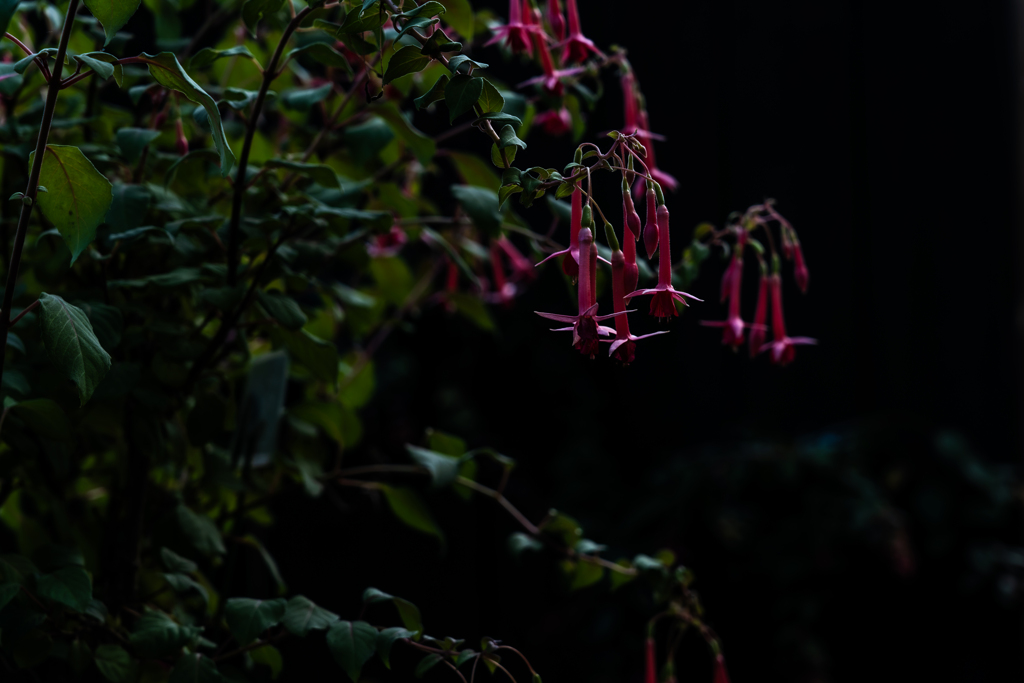 百合が原公園温室5