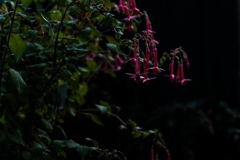 百合が原公園温室5