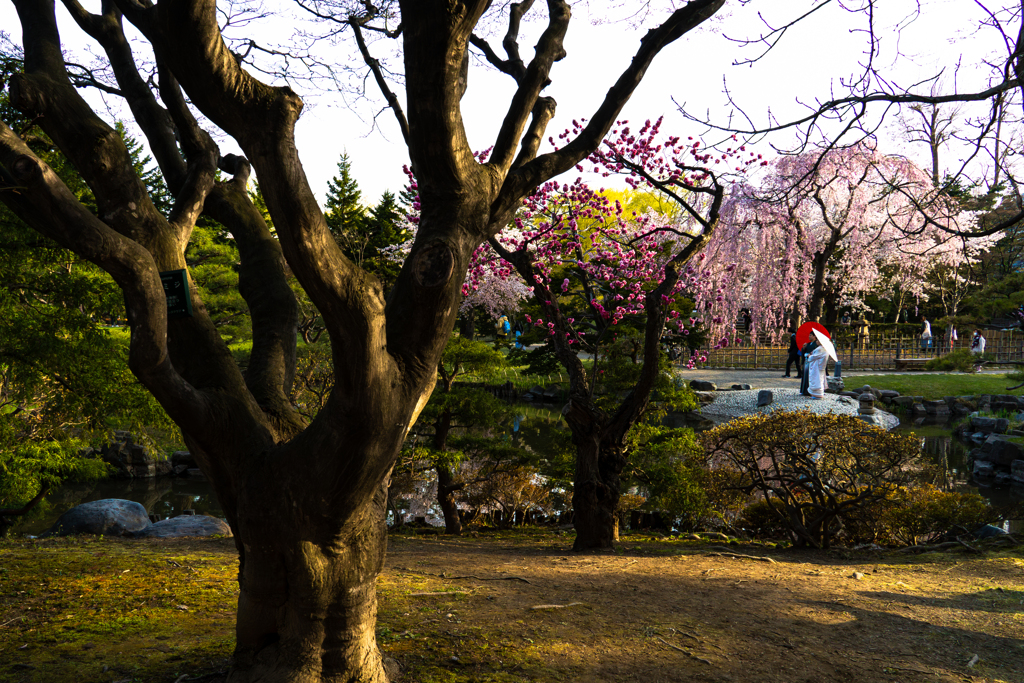 中島公園４−２５ー8
