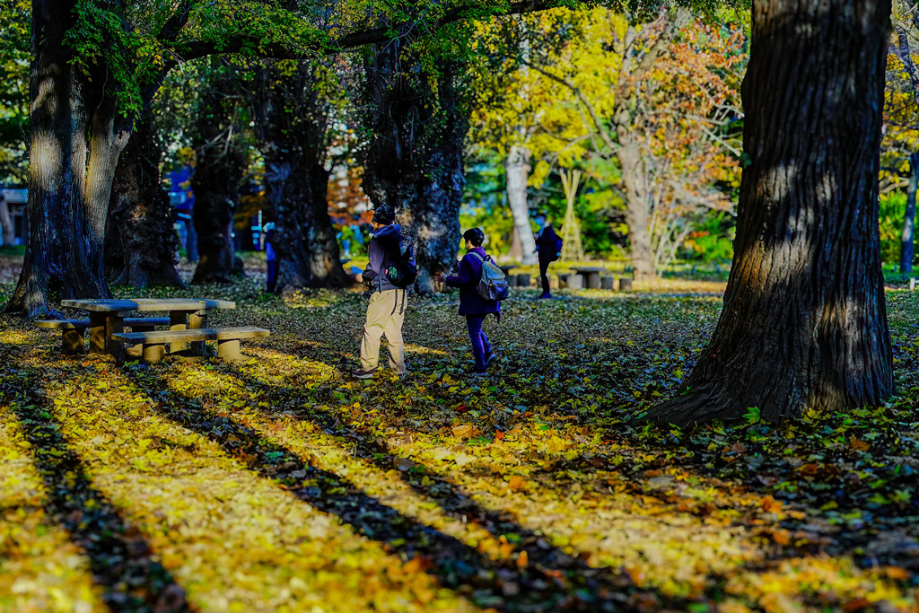 晩秋の円山公園5