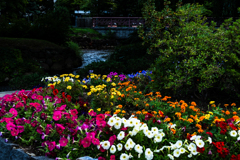 公園の花壇０８３１