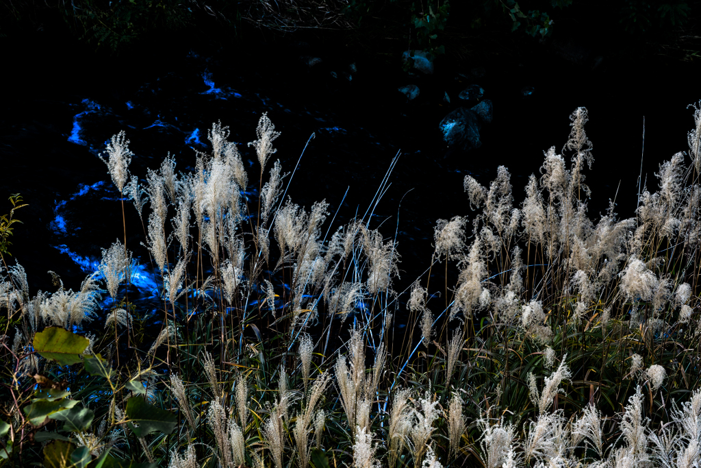 夕暮れのススキ